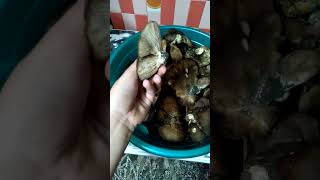 Грибочки😋🍄