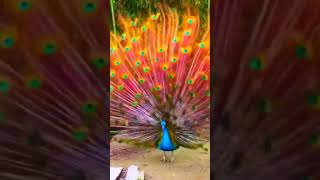 Beautiful colorful peacocks  #birdsounds #birdslover #birdsoundscape #birdsong #relaxingbirdsounds