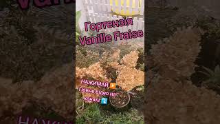 SUBSCRIBE#planter#ideas#hydrangeaflower#poradyogrodnicze#ogrody#garden#gardening#садівництво#shorts