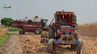 Corn Harvesting with Laverda Fiatagri 3650 & 3790 ending season 2024| مکئی کی ہارویسٹنگ