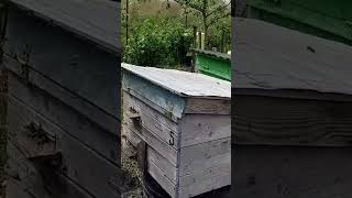 кращий спосіб позбутись бур'янів на пасіці:) #bee #beekeeper #beekeeping #honey