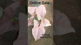 Money Plant for Sale.. #onlinesales #pink #moneyplant #plants #shorts #reels #jvgarden