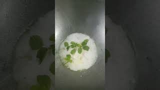 #Desighee #Makingdeshighee#ghee #shortvideo #viral #mangaloreanrecipe #viralvideo