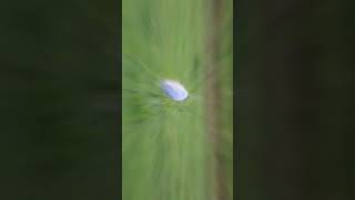 egret video part 2 #nature #wildlife #animals #birds #shorts