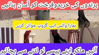 poultry farming kay liye safe whats app group from doctor birds farm||DR.M.ASIF