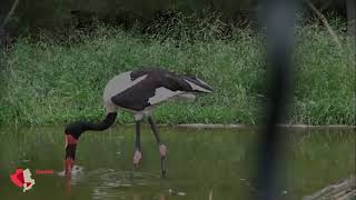 Sattelstorch im Tierpark Berlin