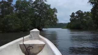 Mangroves Ceningan Indonesia