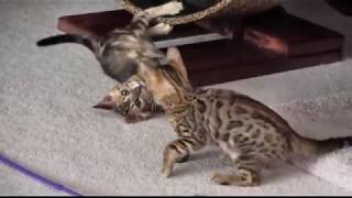 Bengal Cats Running on a Treadmill