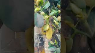 Jackfruit tree that you never saw before 😳😳