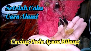 OBAT CACING AYAM PELUNG ALAMI | SEDERHANA TAPI BANYAK YANG BELUM TAU