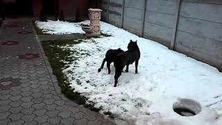 Cane Corso - Artemida i Nora