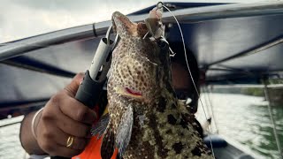 Grouper Fishing trip w Family