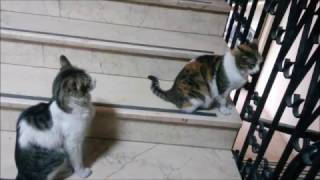 Male Cat is Chasing a Female Cat