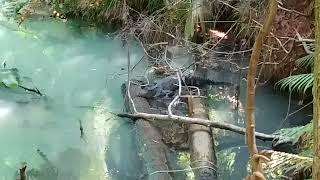 Alligator to Woodpecker: A Day at Florida Springs.