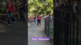 NYC - Dogs' Halloween at Tompkins park