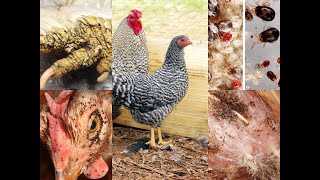 POULTRY MITES