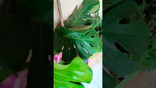 Indoor plant with extremely large leaves#monstera#houseplant#big leaf#shorts