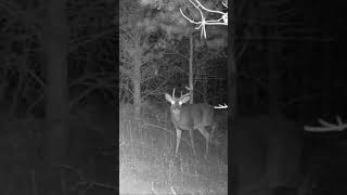 Weird Mature Buck | Trail Cam Tuesday