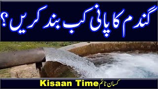 Gandam ko last pani kab den گندم کو آخری پانی کب دیں؟ Kisan Time کسان ٹائم