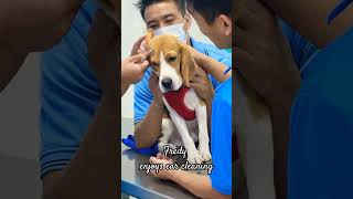 Beagle puppy enjoys ear cleaning|#shorts