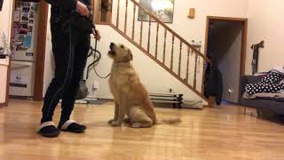 Phase 1 of Teaching your dog how to SIT | Funtastic K9 Training