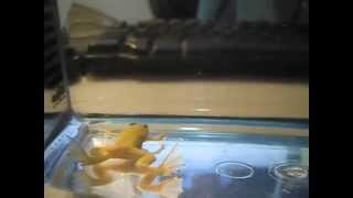 Albino African Clawed Frogs