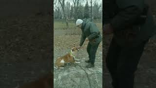 Тренировка 🐕с Голдомв парке Победы.