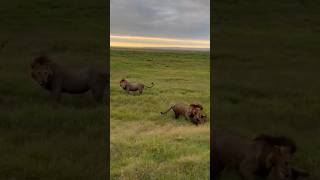 Lion killing Hyena amboseli national park.. #wildlife animal #thehyena #4k #shortsvideo 