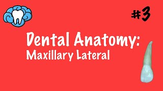 Dental Anatomy | Maxillary Lateral Incisor | INBDE