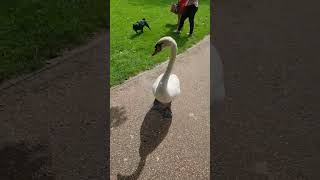 Mean Ol' Mr Goose #funny #memes #viral #goose