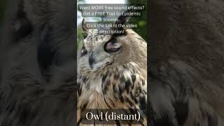 Owl in the Distant Sound Effect. Free Copyright SOUND EFFECTS | SoundME #shorts