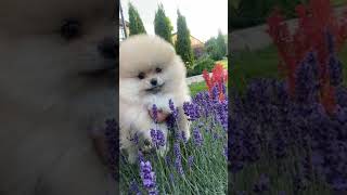 AWW Animals SOO Cute! Cute baby animals Videos  cute moment of the animals  | CUTE ANIMALS #Shorts