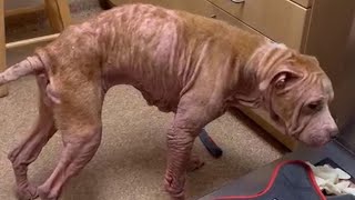 Incredible Transformation of a Severely Neglected Dog