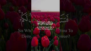 فستذكرون ما اقول لكم وافوض امرى الى الله 🌹❤ سورة عافر 🌿 سلمان العتيبي 😍✨🌸