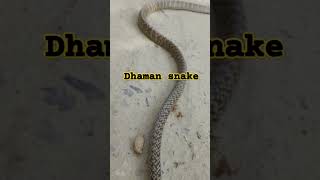 Dhaman snake /snake rescue/#cobra Cobra/ sanp ko bachaya /Har Har mahadev /#shorts shorts /#viral