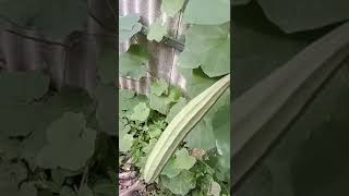 panen sayur oyong di kebun belakang rumah