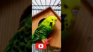 #parrotaddict #angrybirds #birds #cockatiel #cute #parrotlet #parrot #cartoon #viralshorts #ytshorts