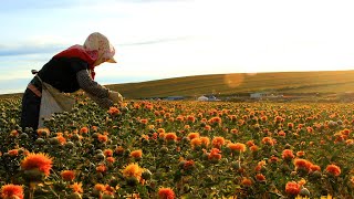 Vast swathes of safflower ripe for harvest in NW China's Xinjiang