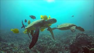 Sea Turtle Getting Gleaned by a School of Fish