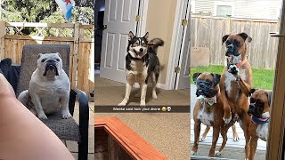 Dogs Doing Funny Things 😂 Best of May 2023