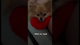 Моё сердечко больше не твоё #юмор #собака #шпиц #pets