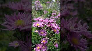 pink aster