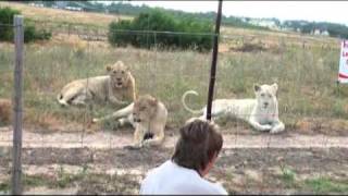 Animal Communication and Healing with Lions