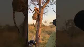 leopard speed climb