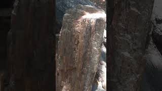 Fossil Wood (20 million years old) #youtubeshorts #travel #information #news #youtubeshorts