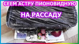 ПОРА СЕЯТЬ АСТРУ НА РАССАДУ / ЭТО ОЧЕНЬ ПРОСТО