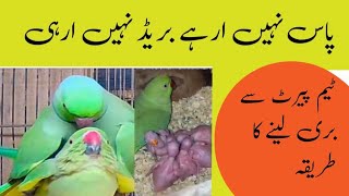 ringneck ka pair lagane ka tarika / ringneck se breed Kaise len / Urdu Hindi