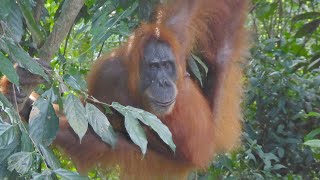 Indonesia / Sumatra  /Bukit Lawang / Orangutan