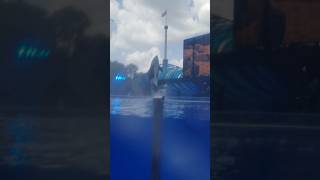 SeaWorld Orlando Footage 7/29/22 #seaworldorlando #themepark #orca