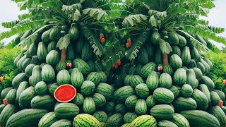 propagate watermelon tree new the surprising truth about growing watermelon fruit